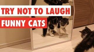 Try Not To Laugh | Funny Cat Video Compilation 2017