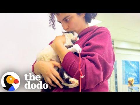 Woman Gives 'Miracle' Cat A Second Chance At Life #Video