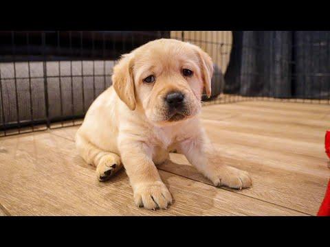 Labrador Puppy Finds Out What A Belly Rub Is... #Video