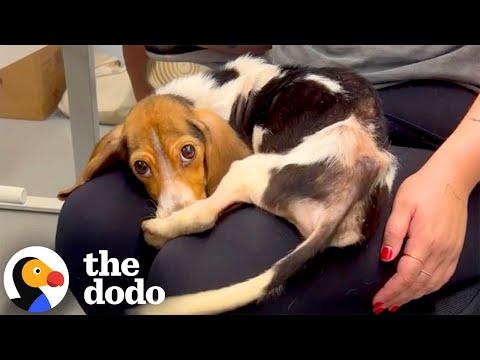 Emaciated Beagle Puppy Is Absolutely Thriving Now #Video