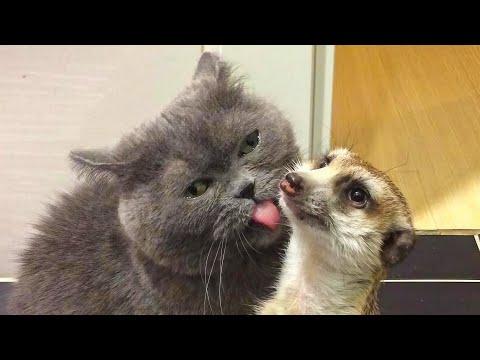 This Meerkat Can't Live Without Cuddles With His Beloved Cat #Video