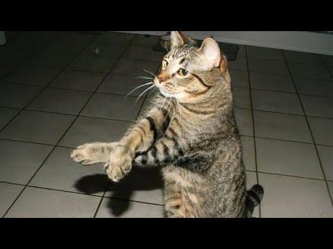 Funny CATS are here to MAKE YOU LAUGH! #Video