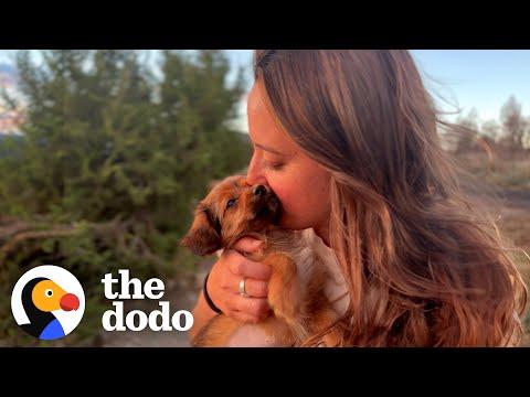Is It OK To Love A New Dog After Losing Your Soul Pup? #Video