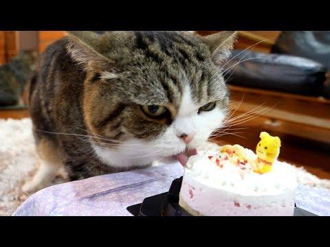 Maru thoroughly enjoys the birthday cake