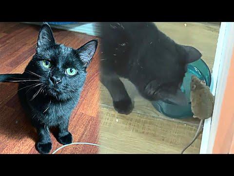 Cat Was Supposed To Catch A Mouse, But Made Friends With It Instead #Video