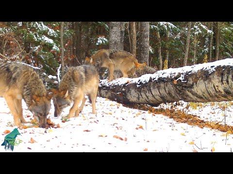 Wolf pups checking things out and eating snow #Video