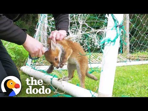 Baby Fox Stuck In Football Net Gets Rescued At Just The Right Time #Video