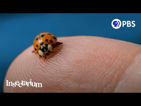 Pssst: Ladybugs Have a Killer Secret #Video