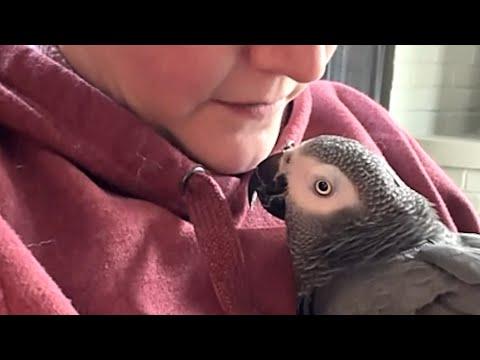 Elderly paralyzed bird meets the woman of his dreams #Video