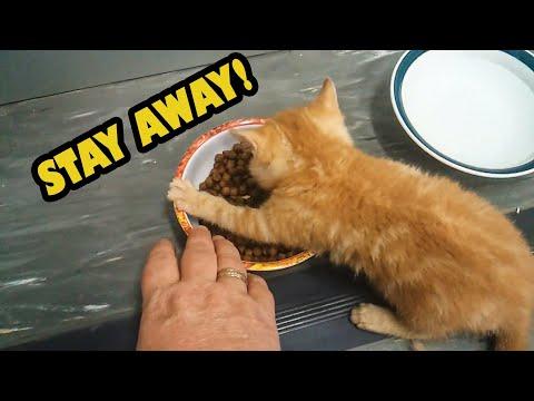 Kittens Who Really Don't Want to Share Their Food Video (2020)