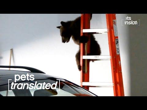 Save The Day! | Pets Translated Video