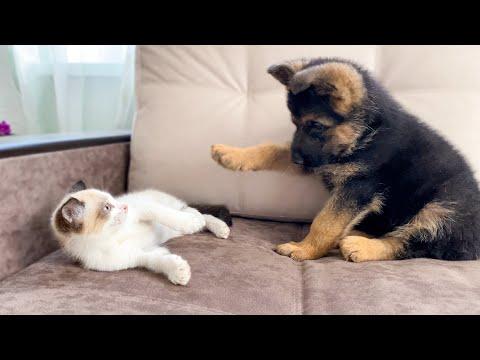 How a German Shepherd and a Kitten Became Best Friends [Compilation] #Video