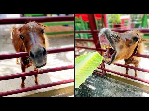 A Very Awkward Horse | Your Daily Dose of Pets #Video