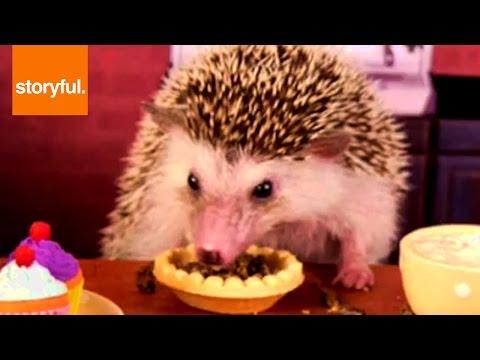 Hedgehog And Hamster Eat In Mini Coffee Shop