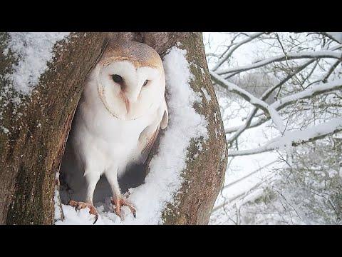 Barn Owl so Beautiful in Snow | Gylfie & Dryer | Robert E Fuller #Video