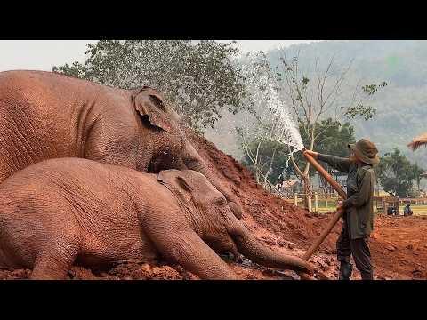 Top 5 Fun Ways to Beat the Heat - ElephantNews