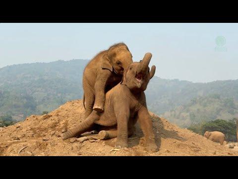 The daily antics of baby elephants Chaba, PyiMai, and SaNgae - ElephantNews #Video