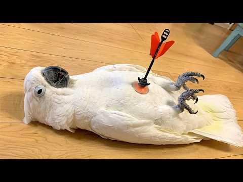 Overdramatic Parrots Who Deserve an Oscar #Video