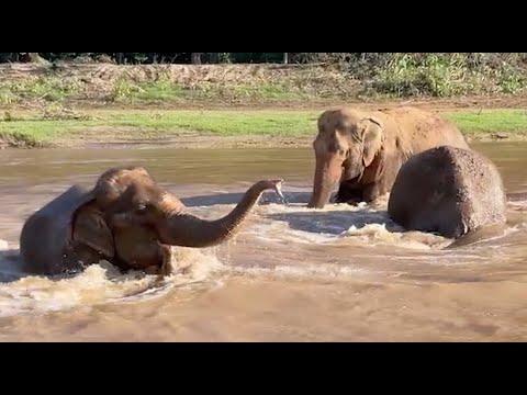 Riverside Serenade: Elephant Friendship's Trumpet - ElephantNews #Video