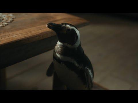 Lost Penguin And Fisherman Are Best Friends In This True Story #Video