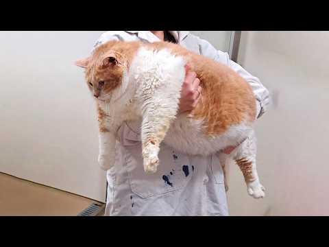 This 43 Pound Cat Proved It’s Never Too Late to Start Over