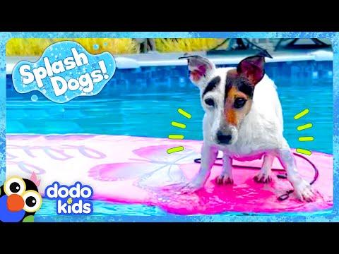 Little Dog Dreams Of Swimming In The Big Ocean | Dodo Kids #Video