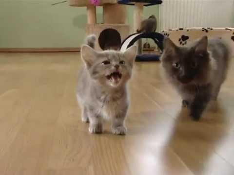 Cute munchkin baby kitten talks too much video