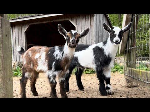 25 little goats have the zoomies #Video