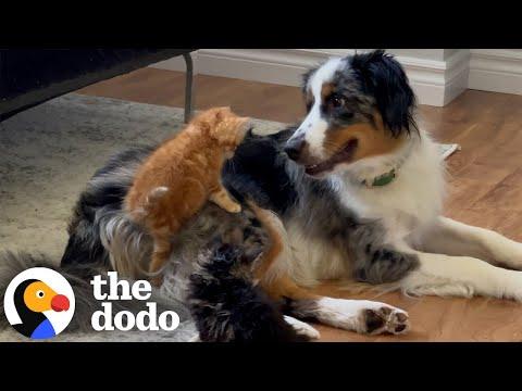 Dog Becomes Mama To A Litter Of Tiny Rescue Kittens #Video