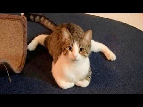 Funniest Cats And Dogs Videos - Hilarious Animals 2024  #Video