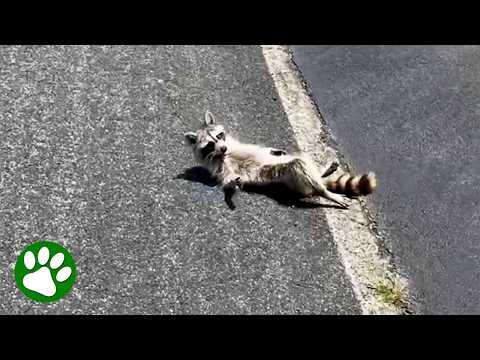 Kindhearted woman stops and saves raccoon #Video