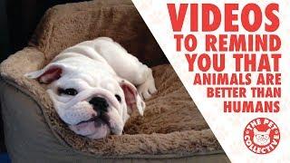 9 Videos To Remind You That Animals Are Better Than Humans