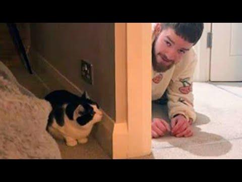 My Cat Really Did Heal Me! Funny Cat and Human #Video