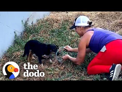 Woman Spots Small Scared Dog By A Busy Highway #Video