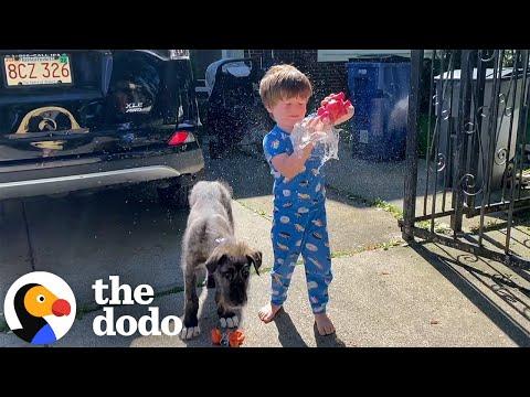 Little Boy Gets A Puppy Who Grows Up To Be ENORMOUS #Video