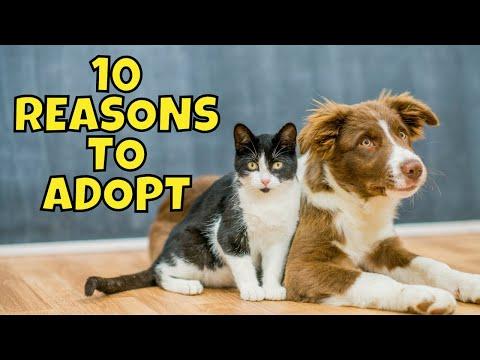 Top 10 Reasons to Adopt Instead of Shop #Video