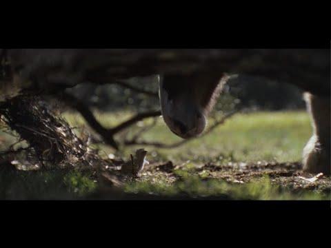 Budweiser | Super Bowl LX Commercial 'American Icons' #Video