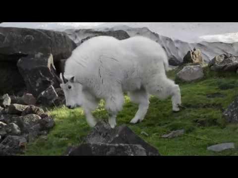 Mountain Goats At The Oregon Zoo