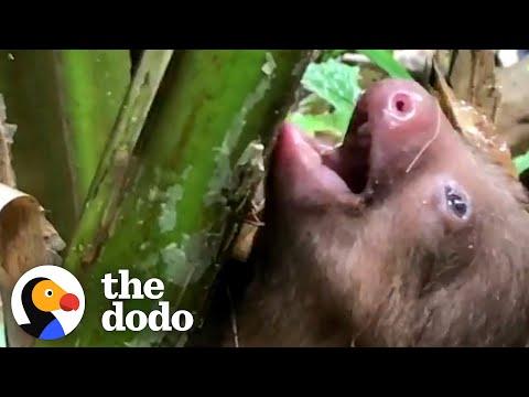 Lost Baby Sloth Cries For His Mama To Come Get Him #Video