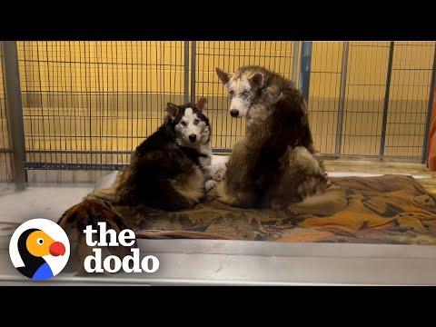 Three Feral Husky Siblings Were Found Huddled Together #Video