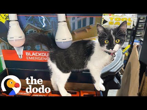 Cat Found Outside of Hardware Store Becomes New Store Manager #Video