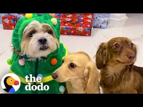 Watch These Dogs Tear Open Their Christmas Presents #Video