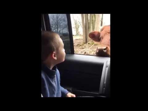 Cow Doesn't Understand Personal Space
