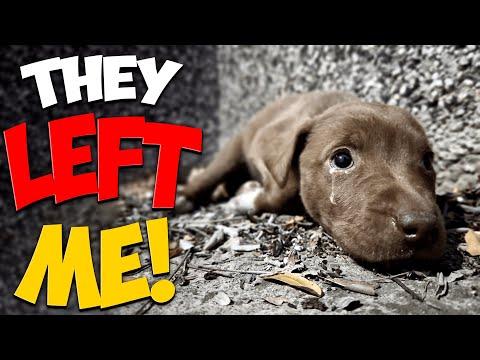 This Small Puppy Was Screaming for Help #Video