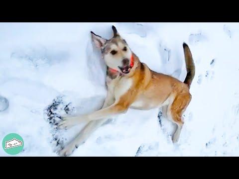 Dogs So Obsessed With Snow They’re Practically Wolves #Video