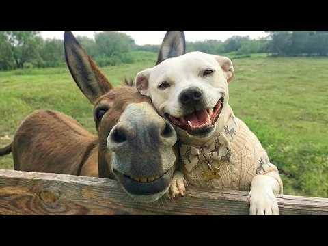 Funniest ANIMALS Videos 2025 That Will Have You Crying with Laughter  #Video