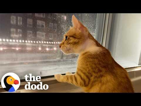 Street Cat From Morocco Experiences Her First Snow Day #Video