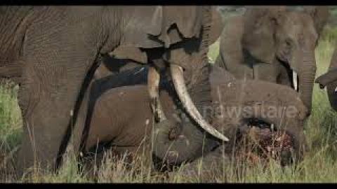 Photographer captures extraordinary scene as elephants mourn deceased friend in Tanzania