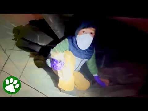 Adorable 6-Year-Old Rescues Five Tiny Kittens #Video