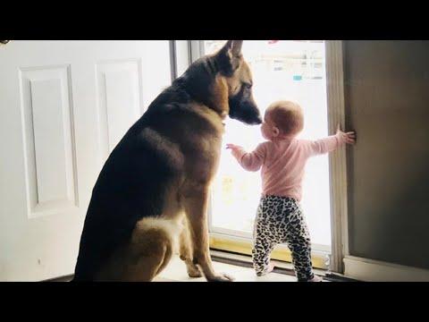When Your Dog Is The Perfect Big Brother By Baby’s Side #Video